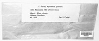 Pleonectria ribis image